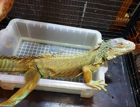 今週も大量入荷予定