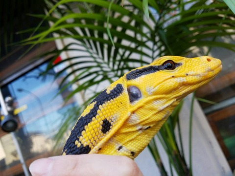 カミンギー
