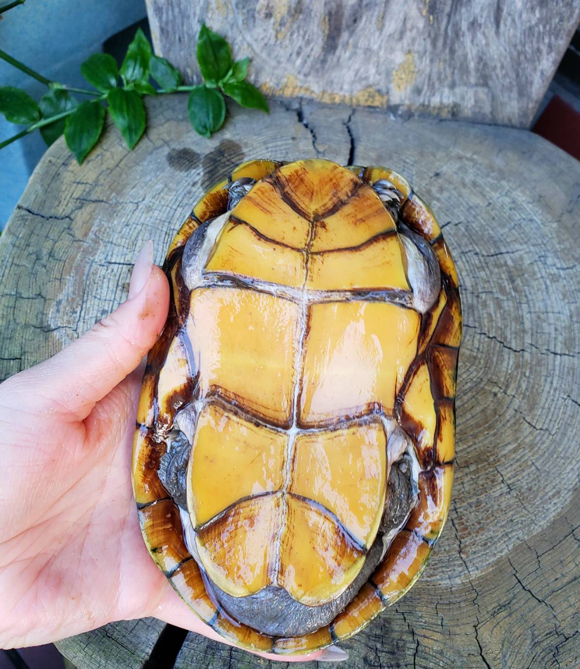 World Turtle Day 爬虫類専門店dizzy Point World Turtle Day 爬虫類専門店dizzy Point