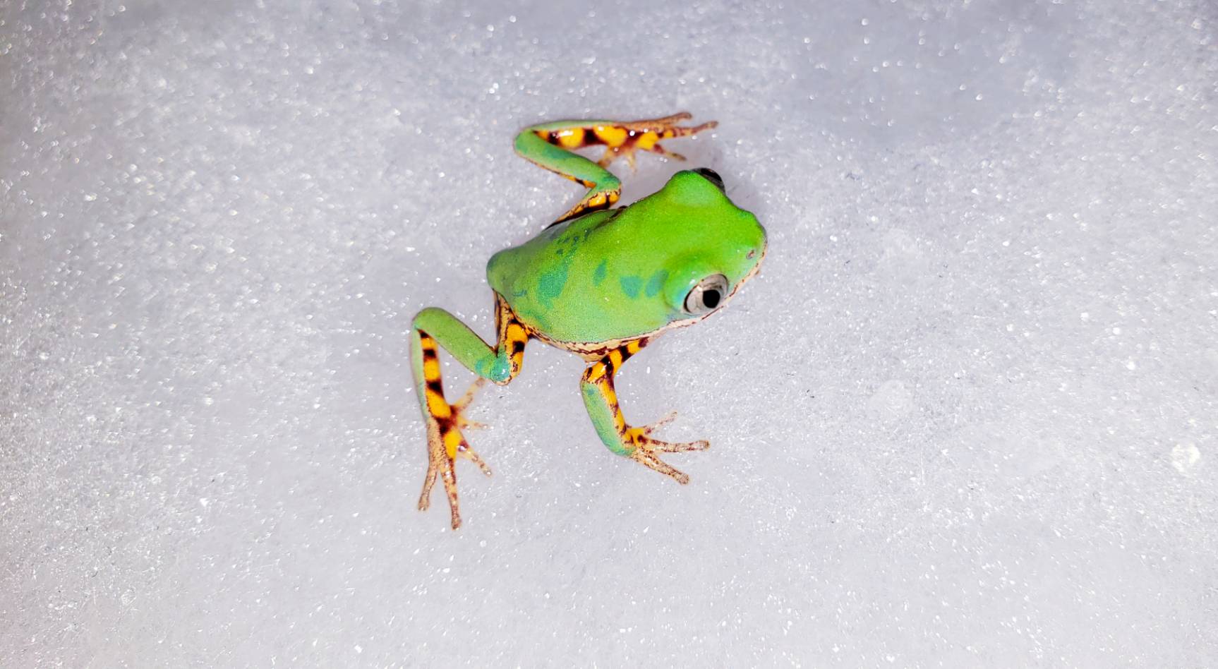 珍しく カエル 爬虫類専門店dizzy Point