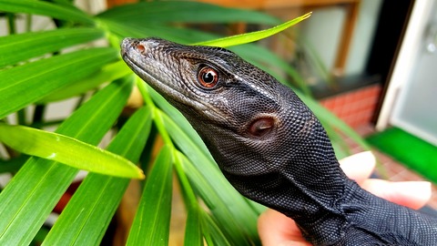 ブラックアウト