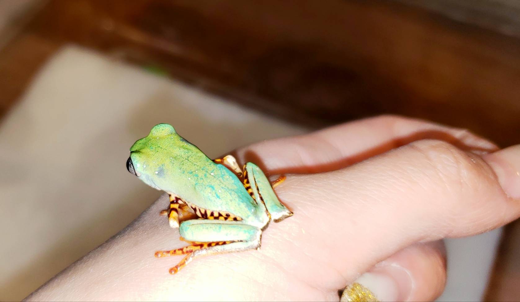 珍しく カエル 爬虫類専門店dizzy Point