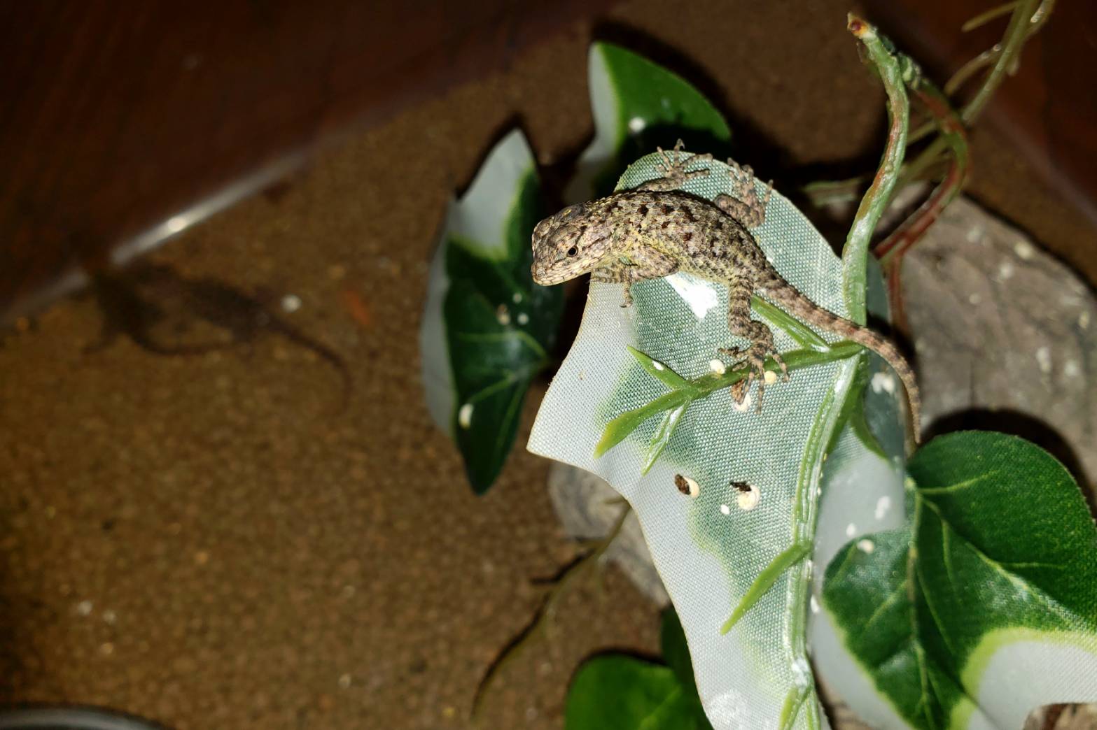 まさかの 爬虫類専門店dizzy Point