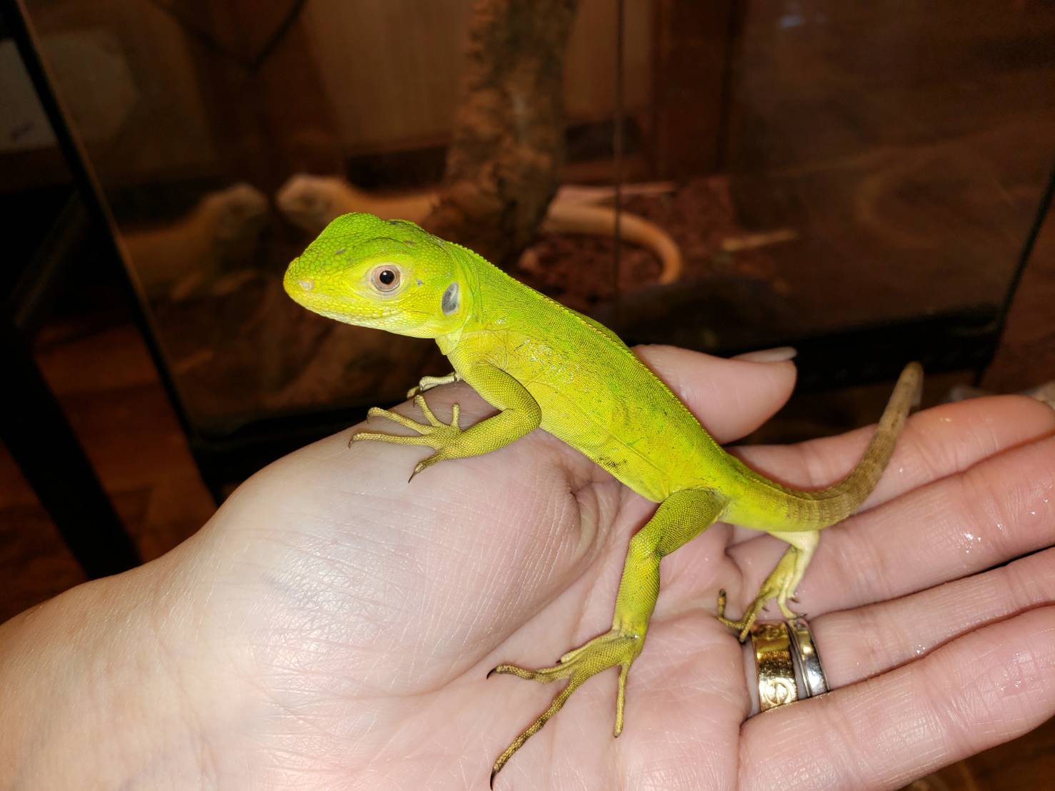 新入荷 爬虫類専門店dizzy Point 新入荷 爬虫類専門店dizzy Point