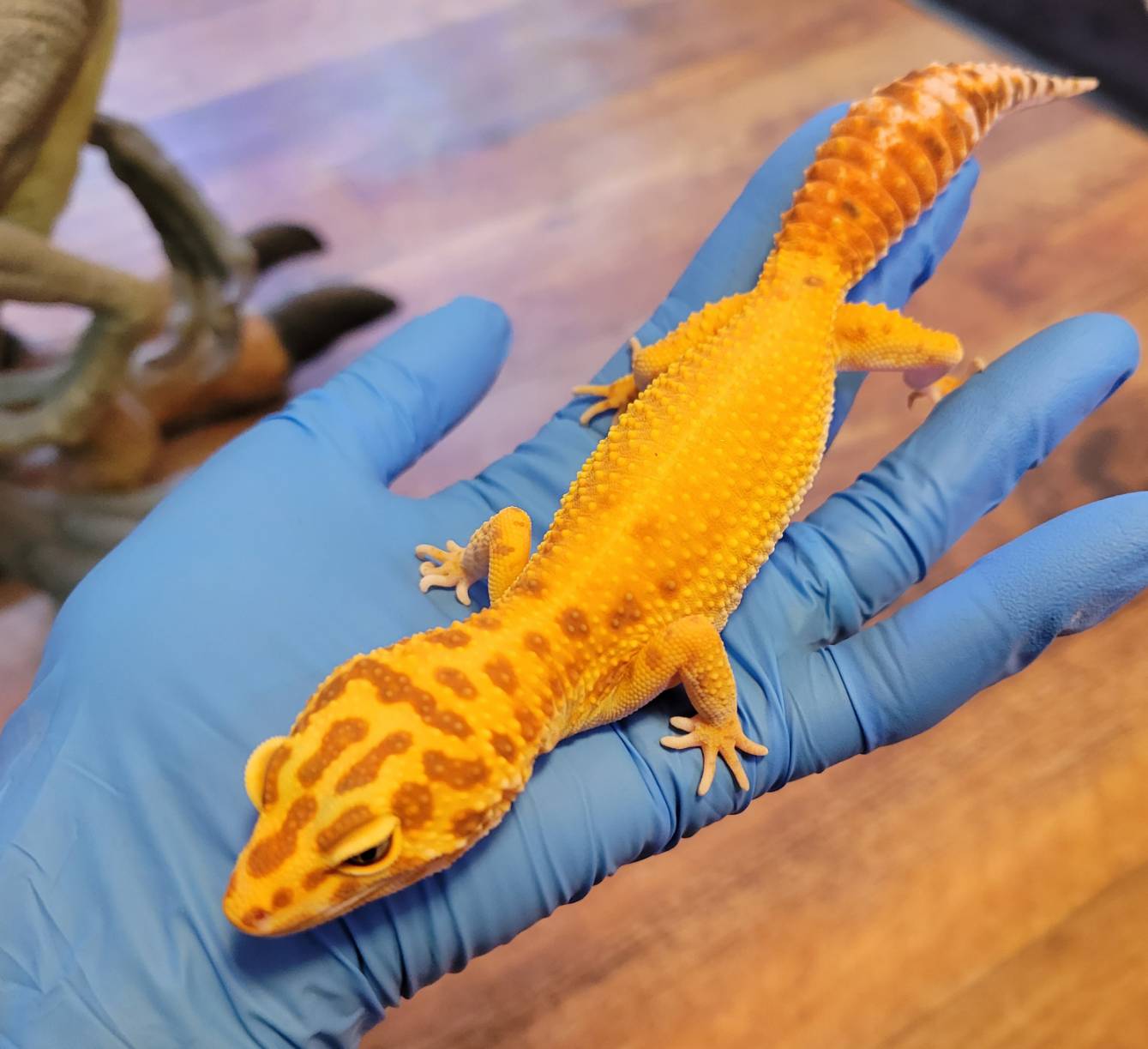 火)はレオパ大特価販売決定！！！！！ : 爬虫類専門店DIZZY POINT