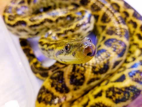 いるうちが華