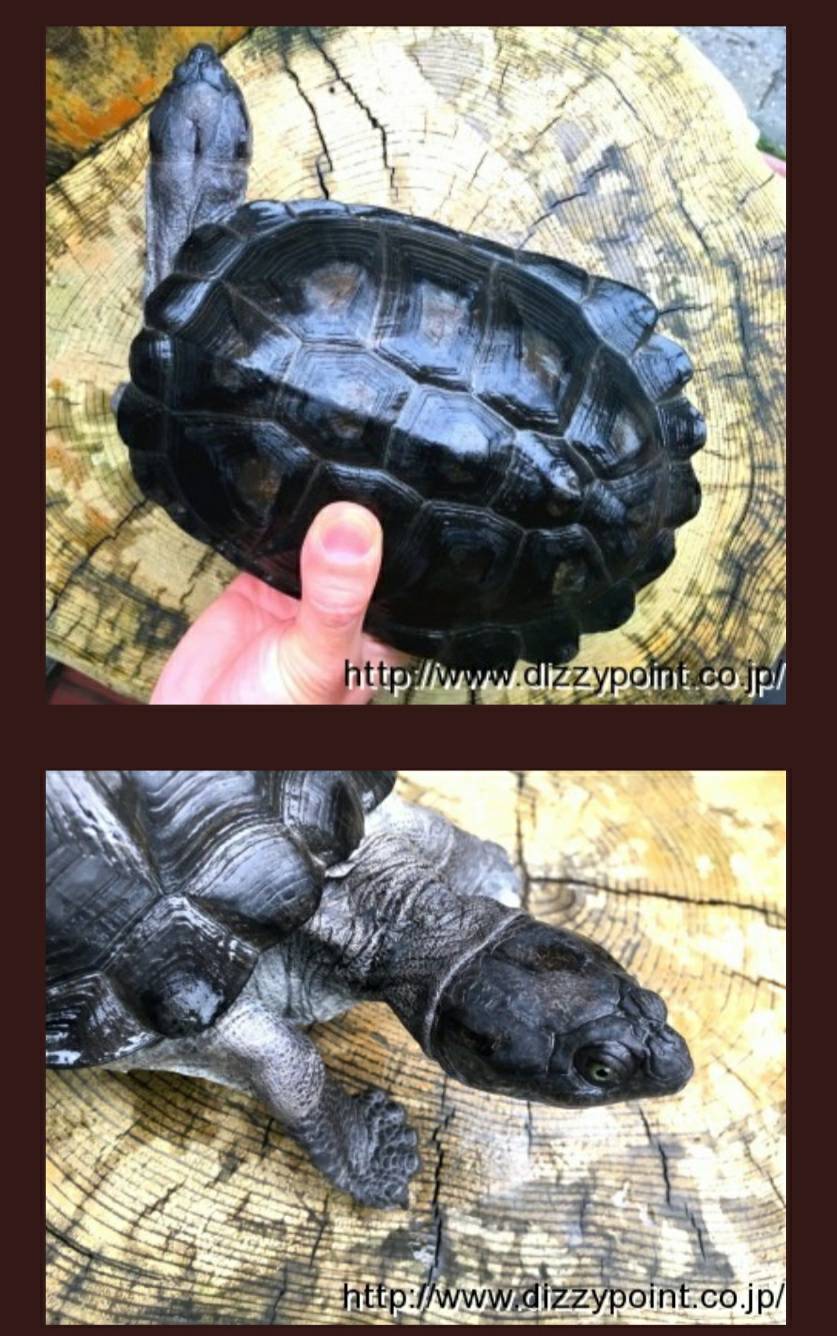World Turtle Day 爬虫類専門店dizzy Point