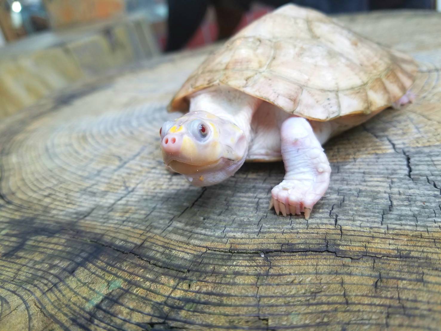 可愛いもの倶楽部 爬虫類専門店dizzy Point