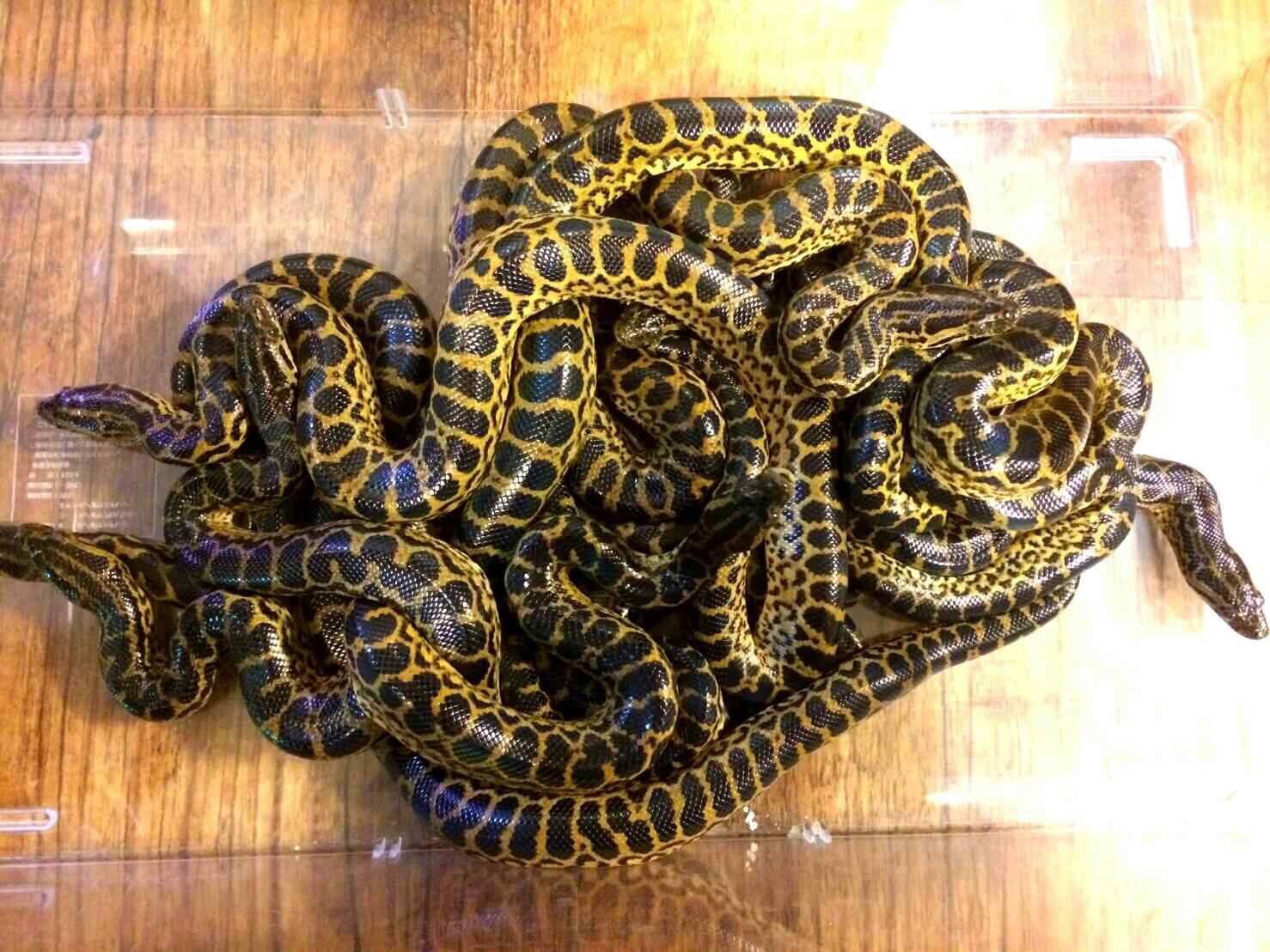 え アガマ 爬虫類専門店dizzy Point