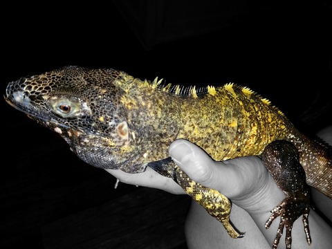 IMG_20170312_003937_059