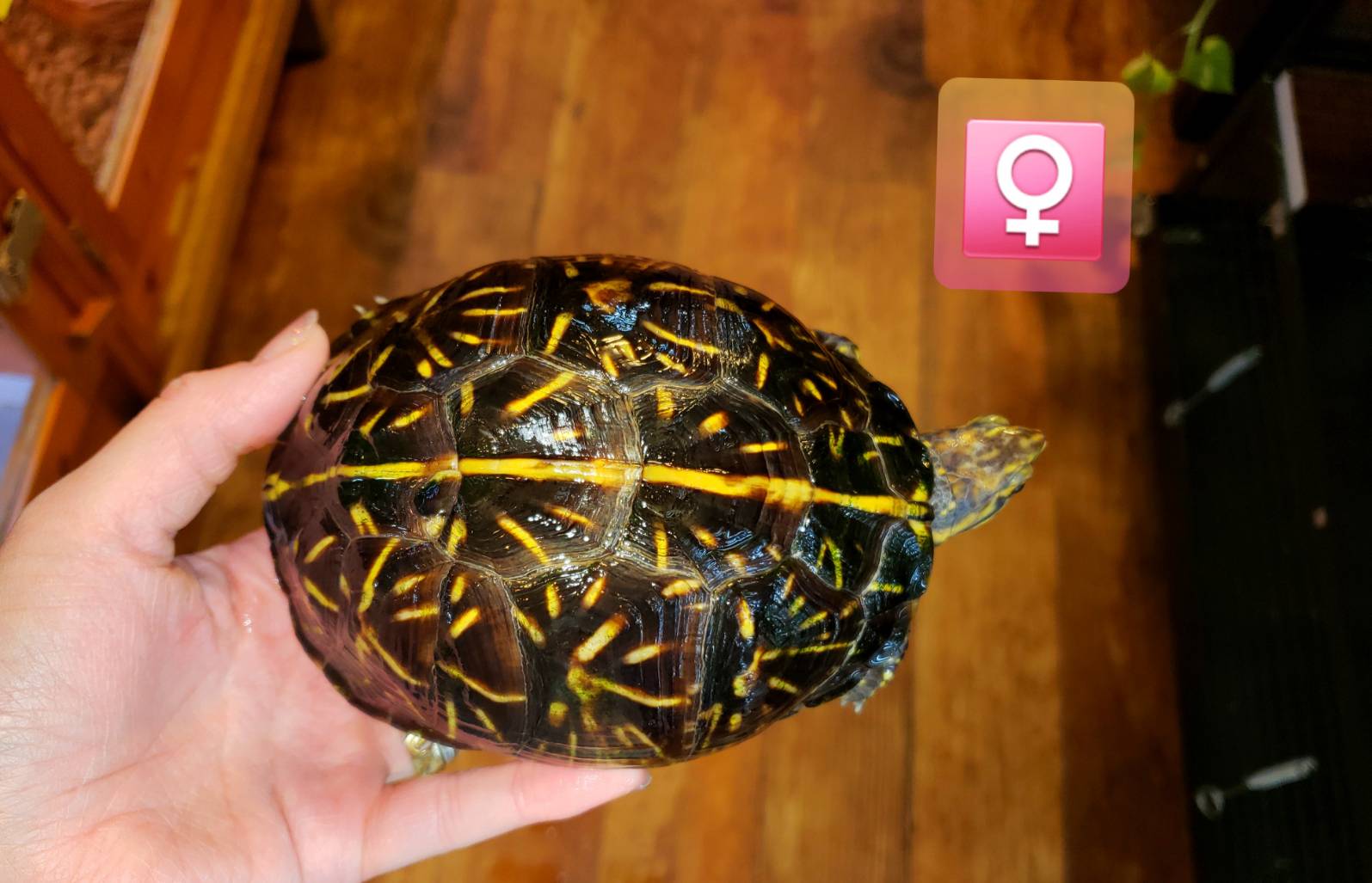 大放出 しちゃいます 爬虫類専門店dizzy Point