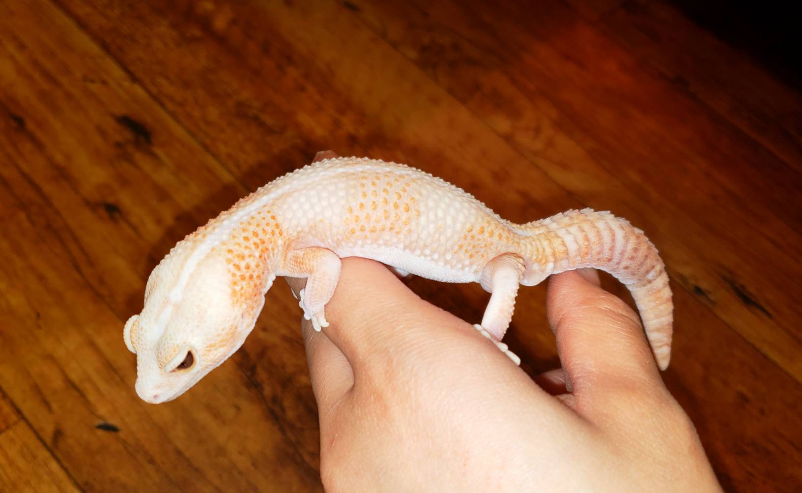 ヤモリセール 爬虫類専門店dizzy Point