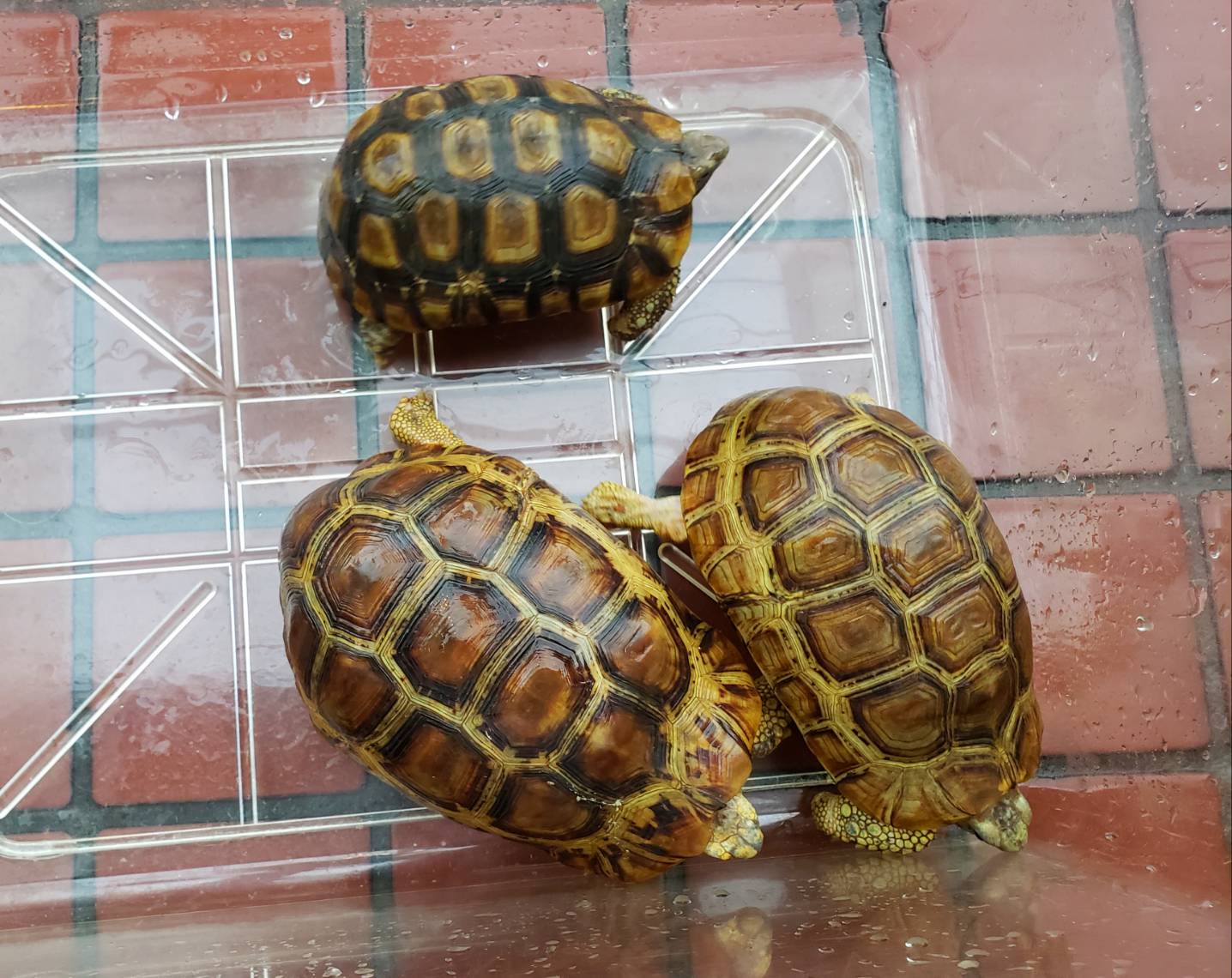 World Turtle Day 爬虫類専門店dizzy Point World Turtle Day 爬虫類専門店dizzy Point