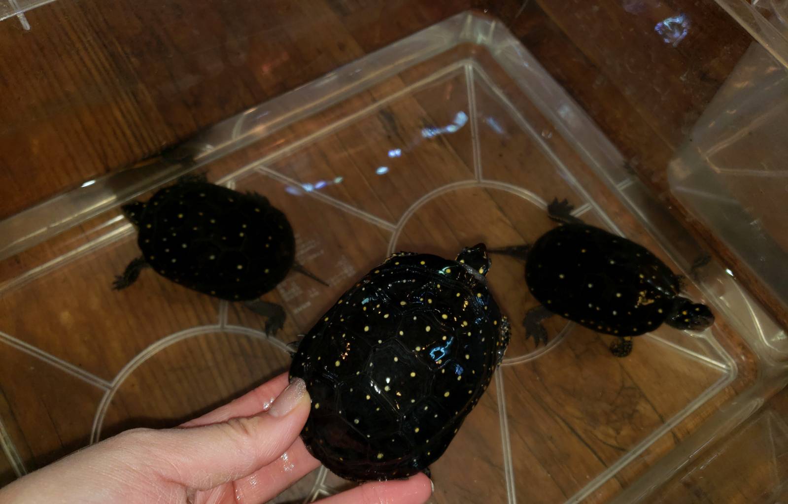 大放出 しちゃいます 爬虫類専門店dizzy Point