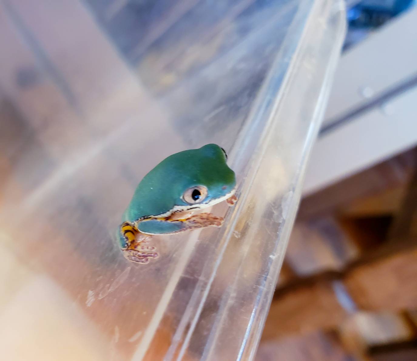 珍しく カエル 爬虫類専門店dizzy Point