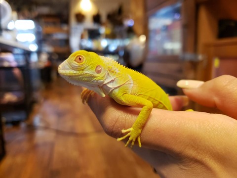 たいふう
