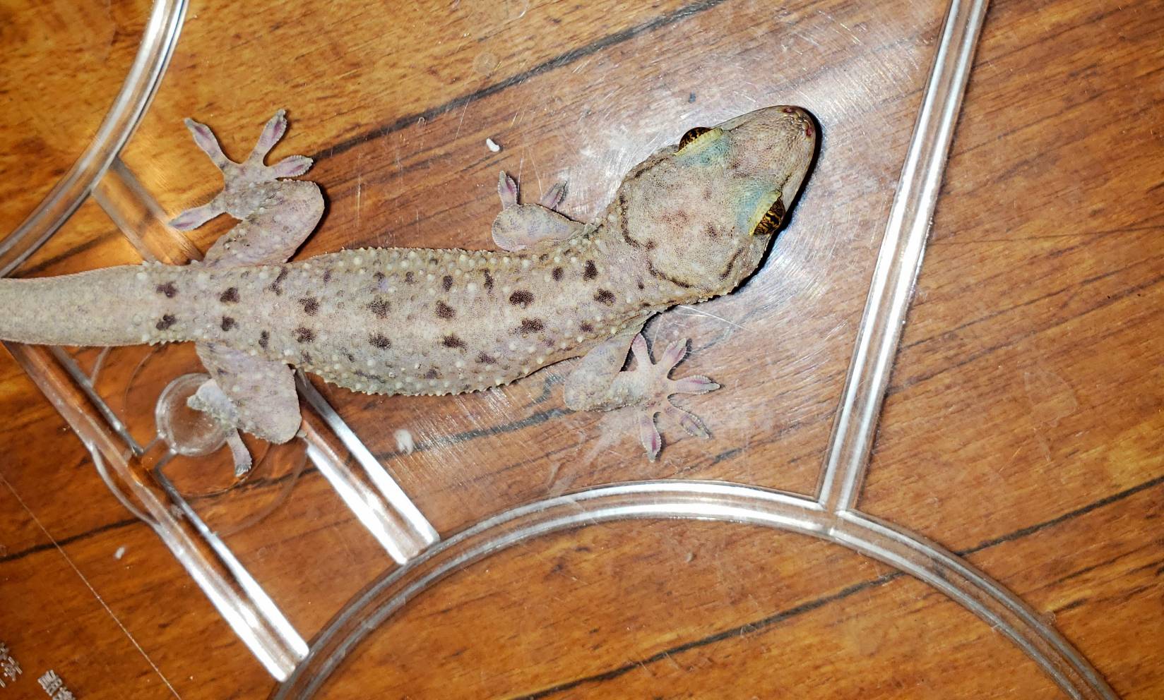 So Cool なやつら 爬虫類専門店dizzy Point