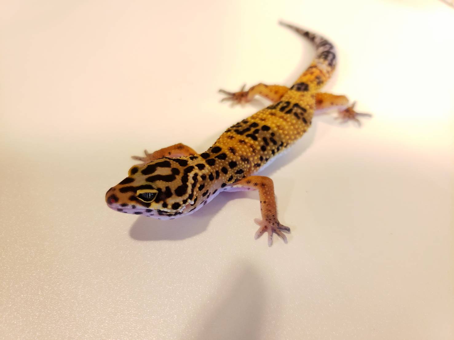レオパ野郎 レオパ新入荷】スティーブ便＋α : 爬虫類倶楽部