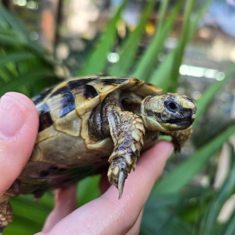 ”バシリカータ“産ニシヘルマンリクガメ