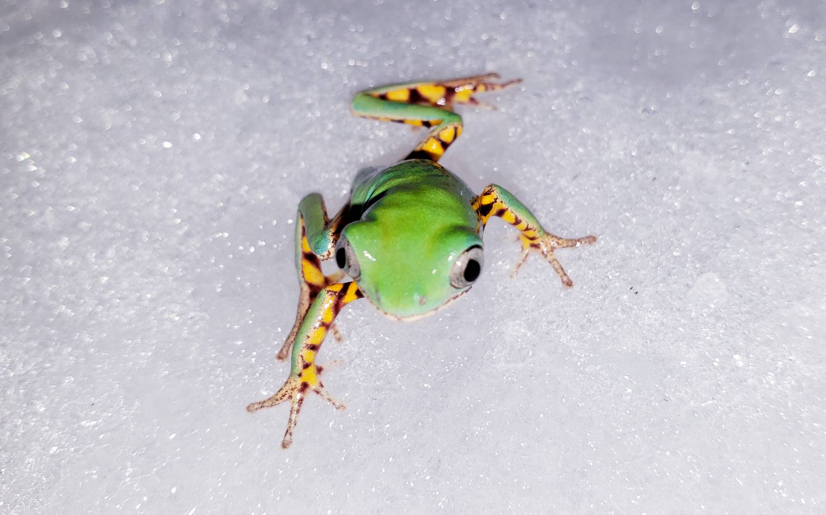 珍しく カエル 爬虫類専門店dizzy Point