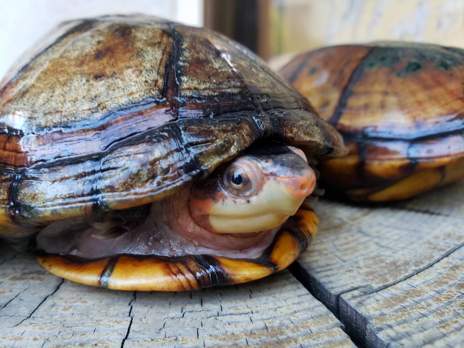 World Turtle Day 爬虫類専門店dizzy Point World Turtle Day 爬虫類専門店dizzy Point