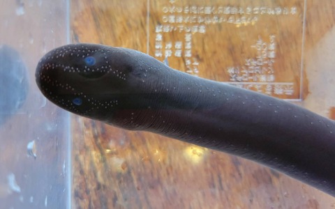 1651816173417