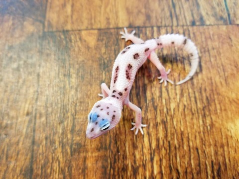 お久しぶりです