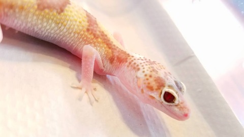 2018年最後のやらかし❗