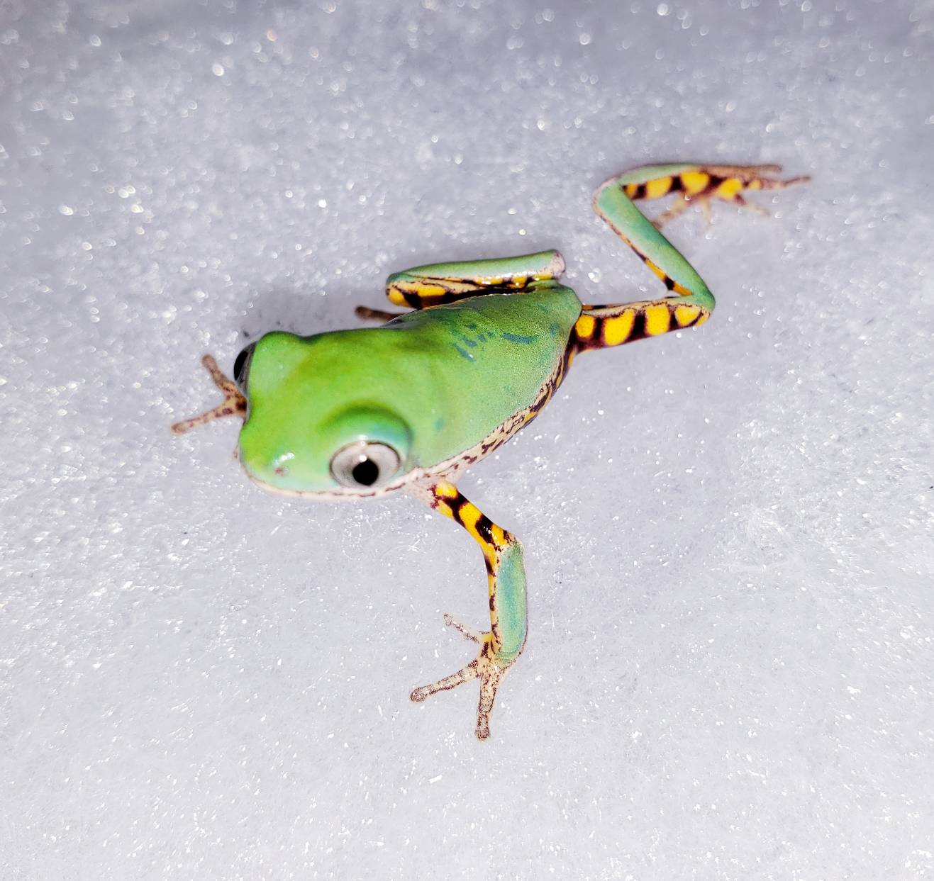 珍しく カエル 爬虫類専門店dizzy Point