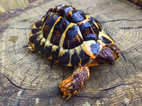 島リクガメ
