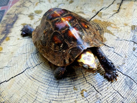 日本初❗ルビダ