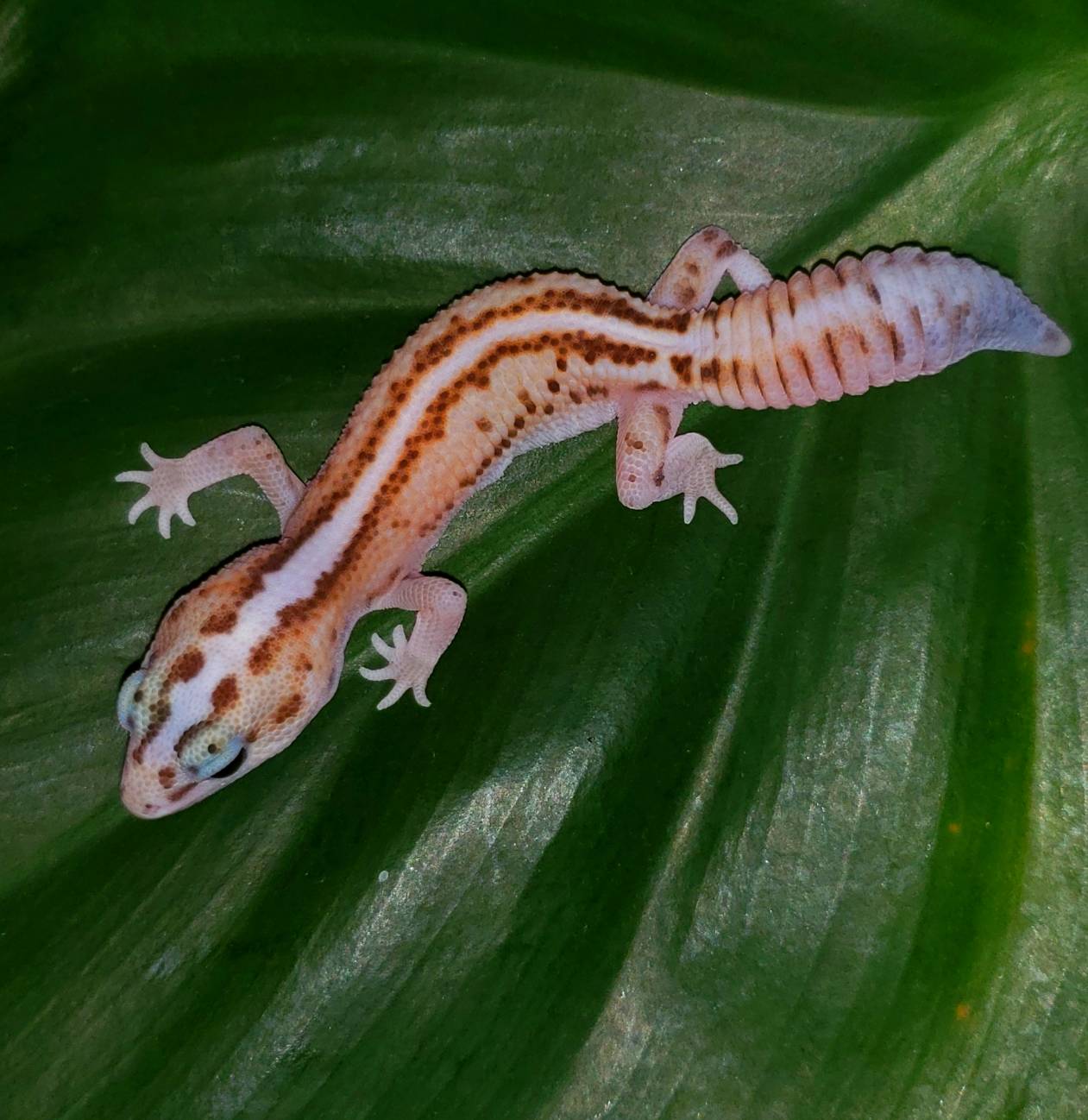 ニシアフ一覧 : 爬虫類専門店DIZZY POINT