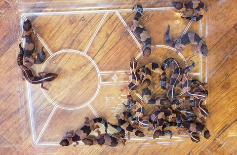 【50匹以上】ニシアフ入荷