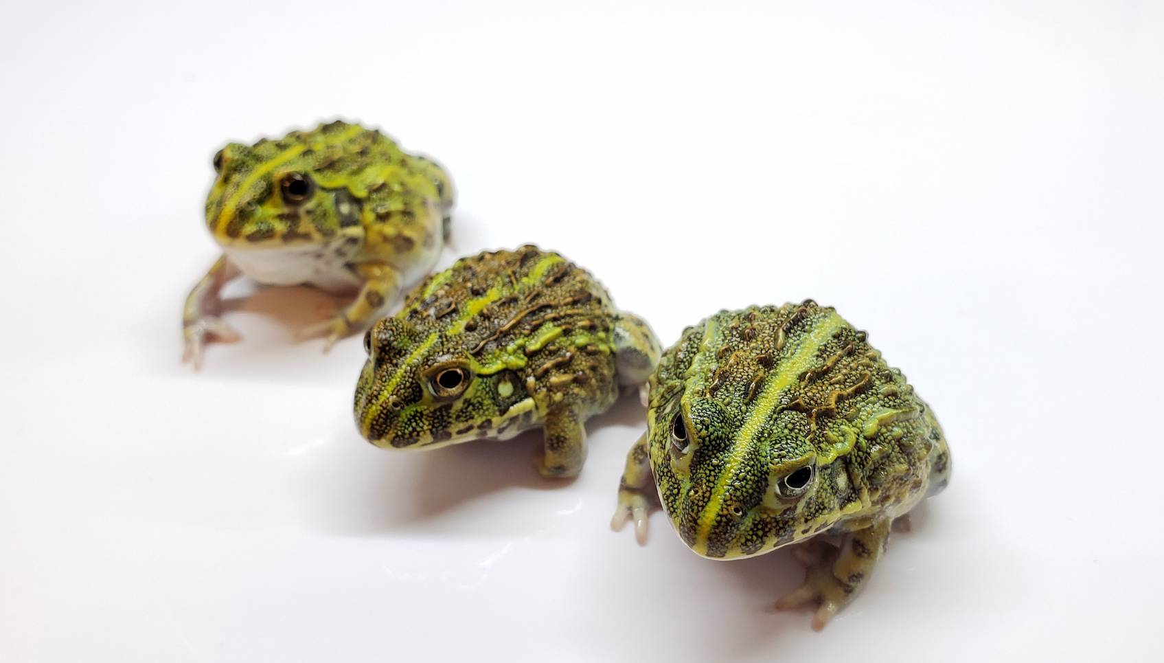 生まれろ キラキラベビー 爬虫類専門店dizzy Point