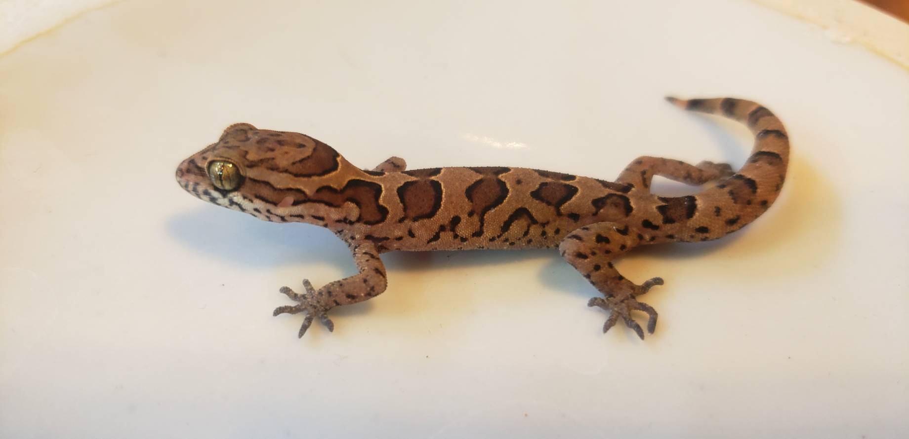 アクマヤモリ : 爬虫類専門店DIZZY POINT