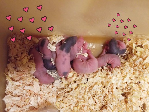 ディズニーって、ミッキーって。