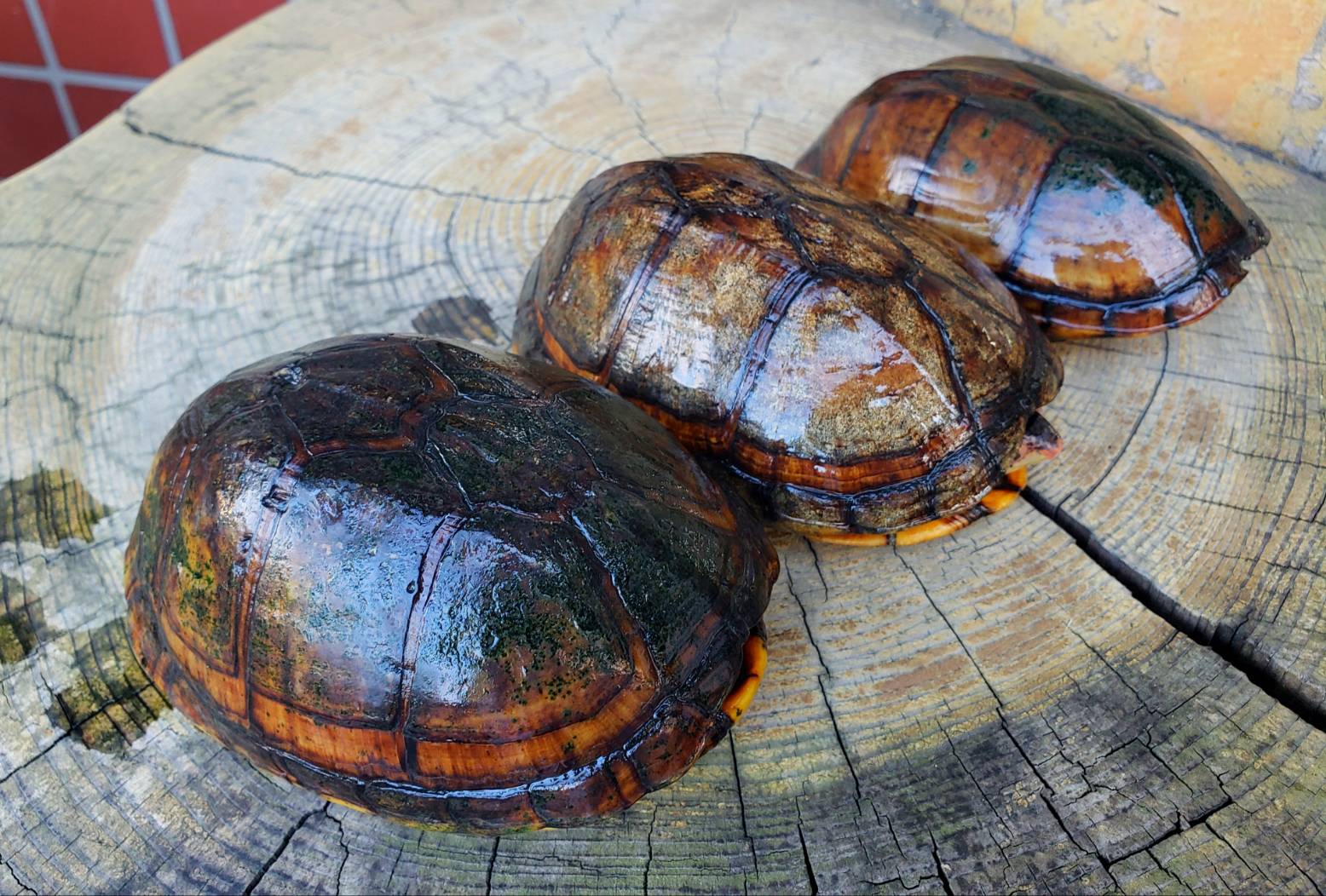 World Turtle Day 爬虫類専門店dizzy Point World Turtle Day 爬虫類専門店dizzy Point