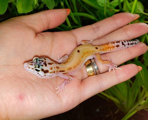 ヒョウモントカゲモドキの値段とモルフ ...