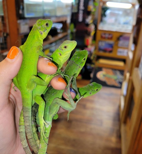 新入荷