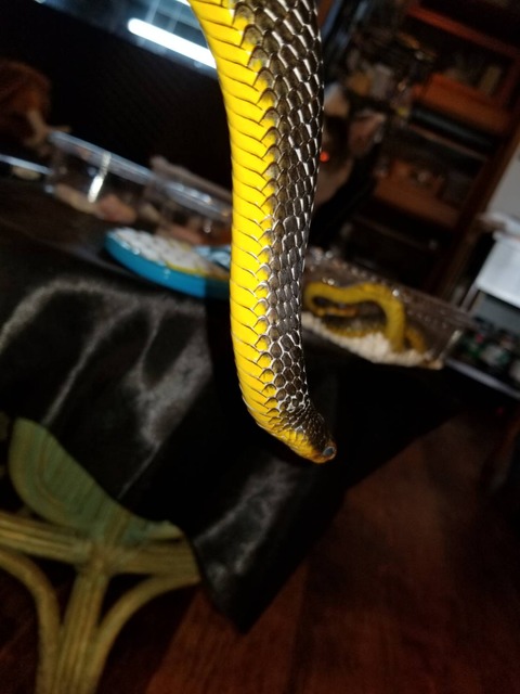 世界最大級ヤモリこと・・・