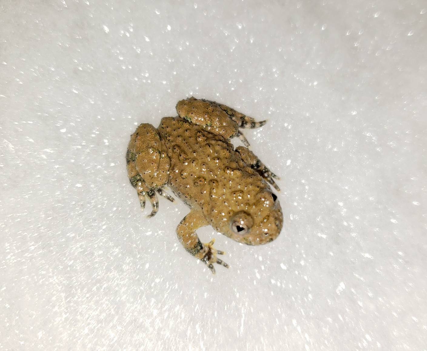 珍しく カエル 爬虫類専門店dizzy Point