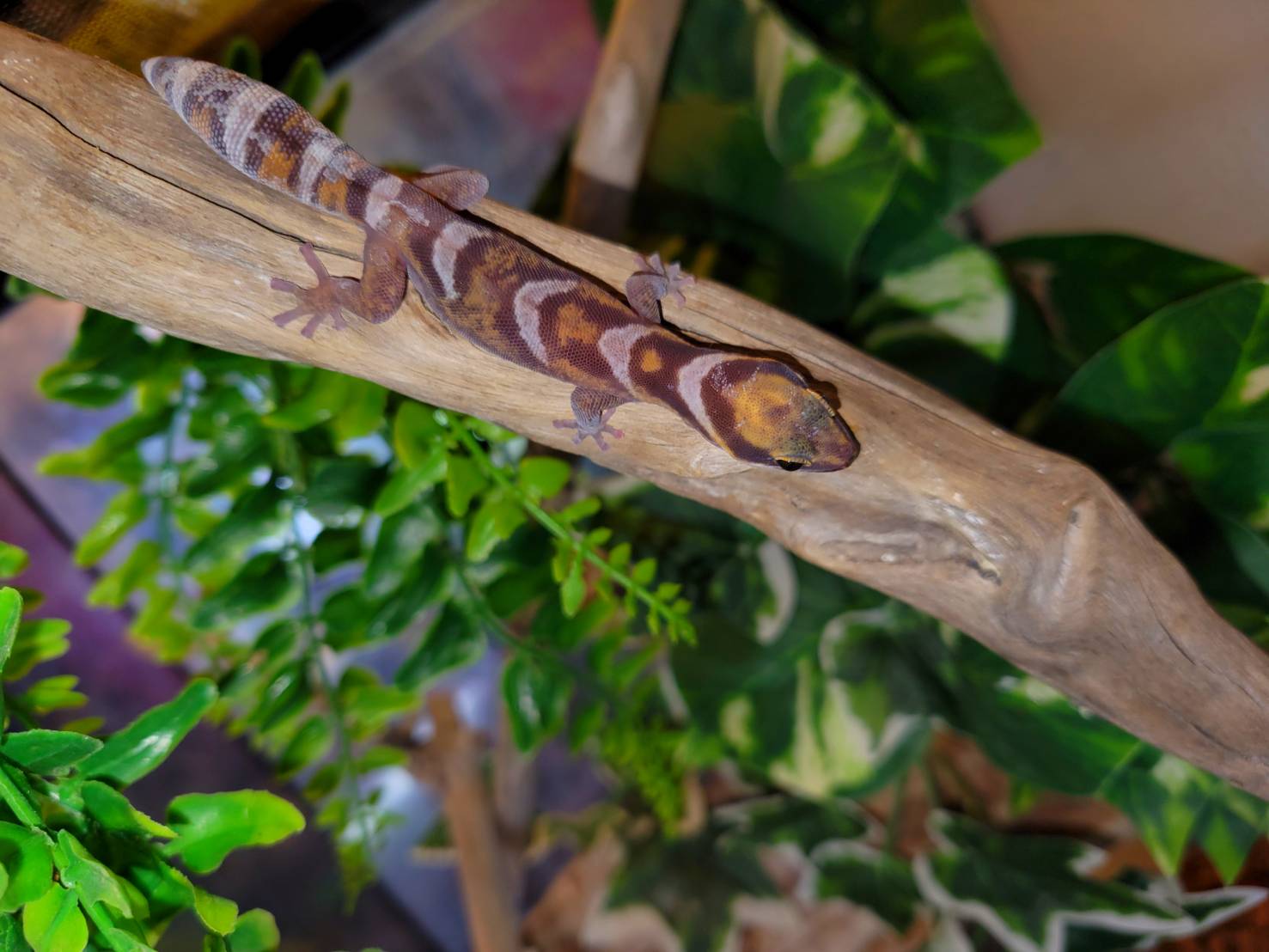 ハスオビビロードヤモリ : 爬虫類専門店DIZZY POINT