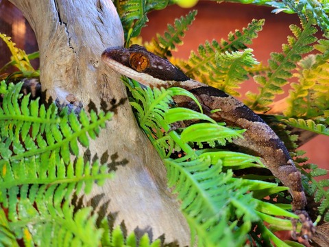 パプアンジャイアントツリーゲッコー