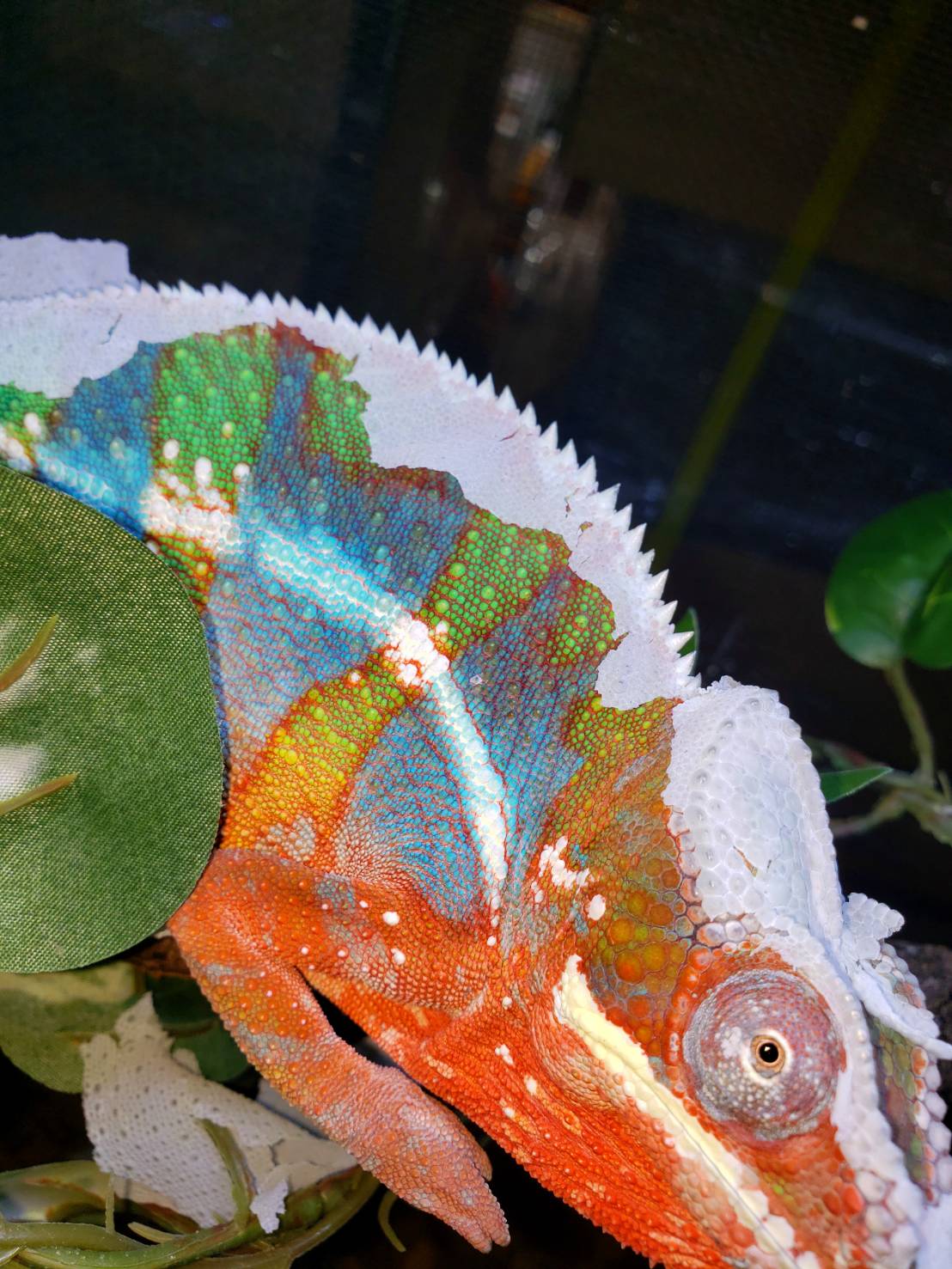 久しぶりのblogです 爬虫類専門店dizzy Point 久しぶりのblogです 爬虫類専門店dizzy Point