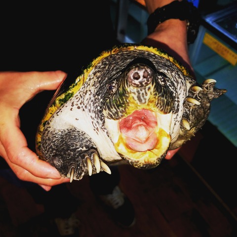 IMG_20170311_174624_079