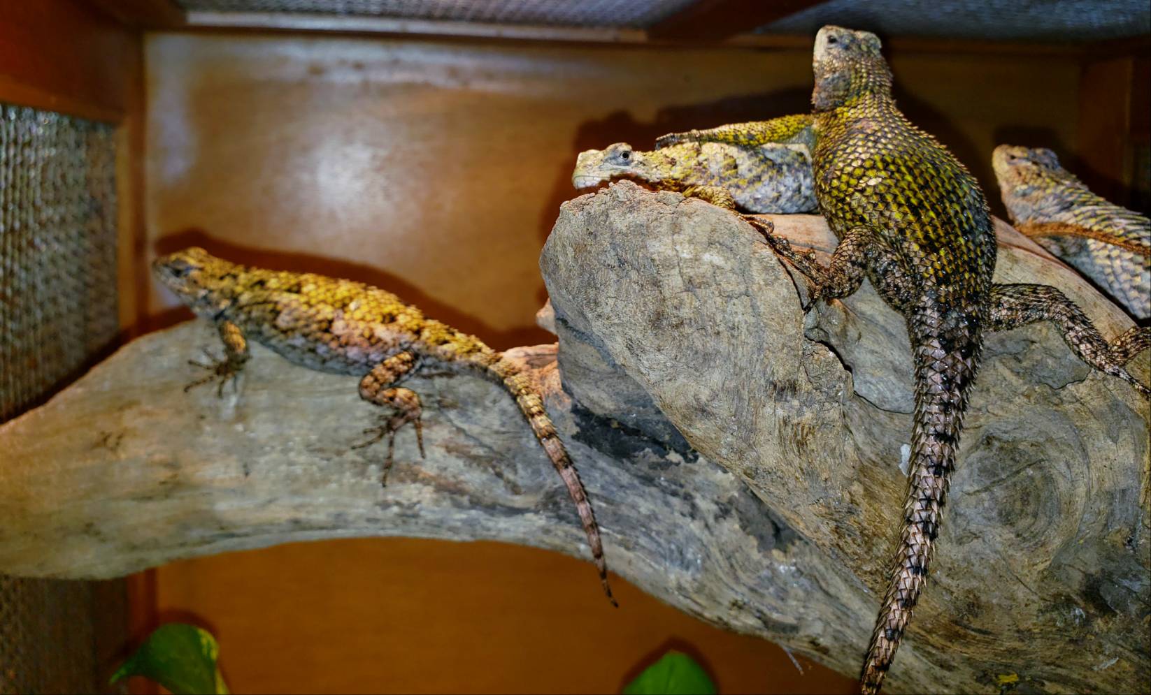 生まれろ キラキラベビー 爬虫類専門店dizzy Point