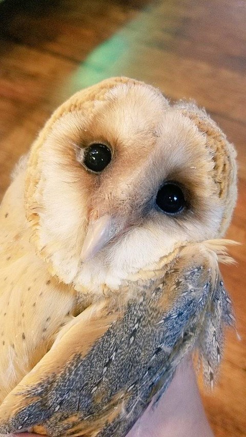 かわいこちゃん