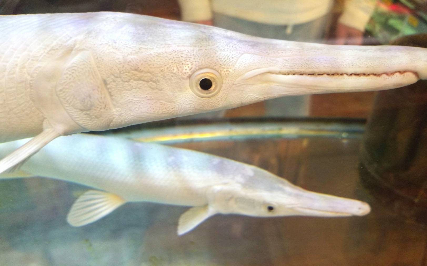 うちのオーナーがやらかすぞ 爬虫類専門店dizzy Point