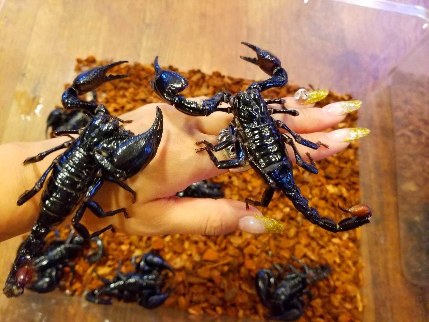 蠍 : 爬虫類専門店DIZZY POINT