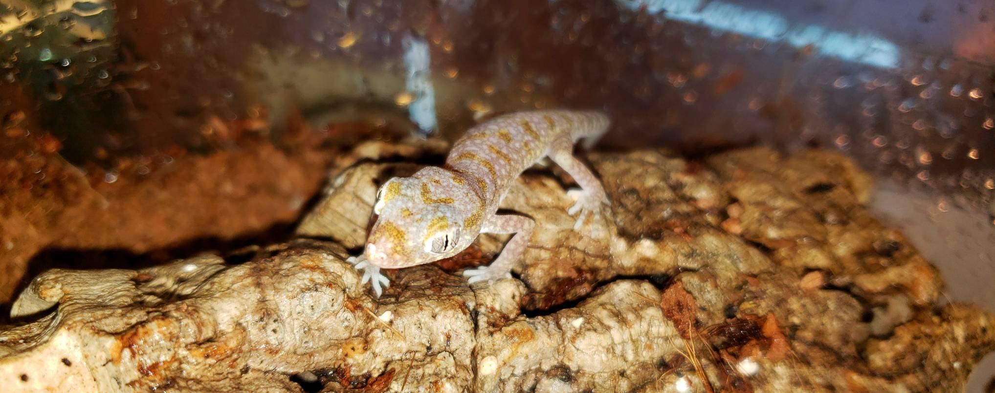 亀入荷 爬虫類専門店dizzy Point